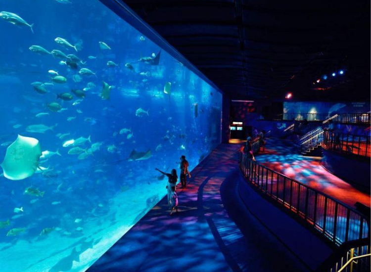 S.E.A Aquarium Sentosa Thủy cung S.E.A Aquarium nổi tiếng trên đảo Sentosa Singapore